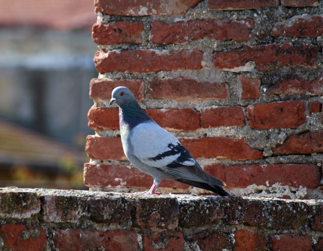 20080413_163941.jpg - Grosseto