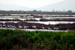 Flamingos