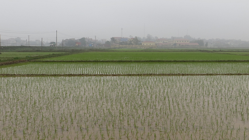 2014-03-17_09-33-08_vietnam2014.jpg - Reisfelder auf der Fahrt nach Ha Long