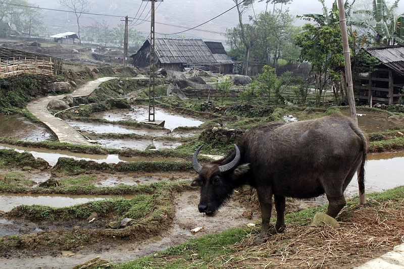 2014-03-22_14-57-36_vietnam2014.jpg - Giang Ta Chai