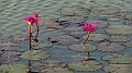 5-angkor-wat-55
