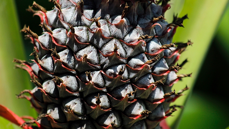 6-mekong-28.jpg - Zu Besuch bei Pomelo-Bauern - Ananas