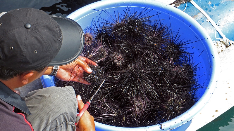 7-phu-quoc-09.jpg - Seeigel - Zubereitung frs Essen