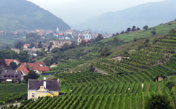 Weinberge bei Dürnstein